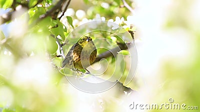 El Pájaro Hermoso De La Primavera Entre Las Flores Blancas Canta La Canción  De La Primavera Almacen De Video - Vídeo de salvaje, nadie: 137893319