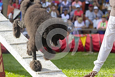 Quimbaya, Quindio / Colombia. July 21, 2017. Panaca an Agricultural Theme Park that fosters the interactivity of man with nature a Editorial Stock Photo