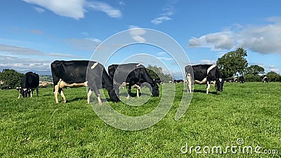 Holstein Leche Madre Vaca Limpiando Su Ternera Recién Nacida Que Está Echada En Una Cama De Paja, Lamiéndola Con La Lengua Almacen De Video - Vídeo de becerro, agricultura: 169127841 Holstein Leche Madre Vaca Limpiando Su Ternera Recién Nacida Que Está Echada En Una Cama De Paja, Lamiéndola Con La Lengua Almacen De Video - Vídeo de becerro, agricultura: 169127841