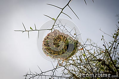 Elaborate African weaver bird nest hanging from thorny tree in Senegal, Africa Stock Photo