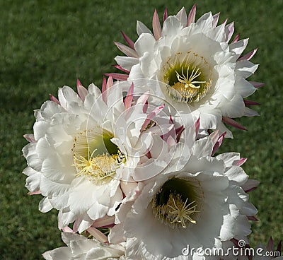 Huge flowers on Trichocereus cactus Stock Photo