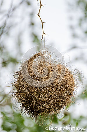 Elaborately built African masked weaver bird nest hanging dangerously from single twig, The Gambia, West Africa Stock Photo