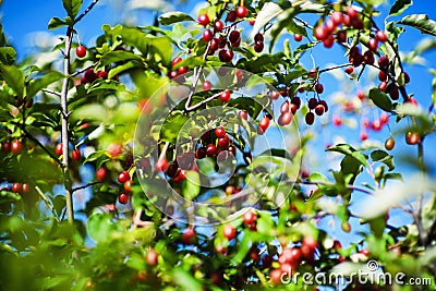 Elaeagnus multiflora (Goumi, Gumi, Natsugumi, or Cherry silverberry Stock Photo