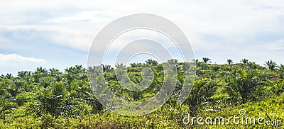 Elaeis guineensis. Stock Photo