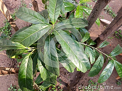 Elaeocarpus ganitrus, Rudraksh, seeds used in Prayer beads Stock Photo