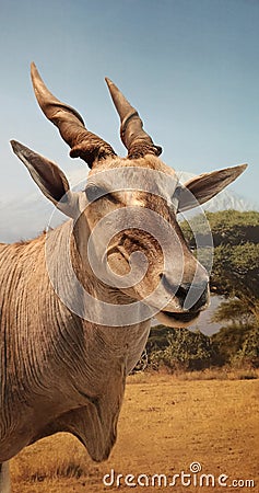 eland antelope, a species of African antelope that inhabits savannas and plains Stock Photo