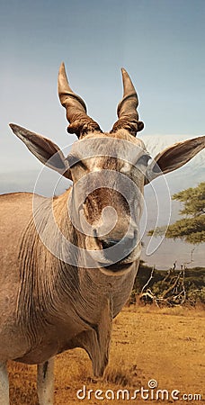 eland antelope, a species of African antelope that inhabits savannas and plains Stock Photo