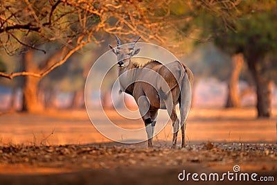 Eland anthelope, Taurotragus oryx, big brown African mammal in nature habitat. Eland in green vegetation, Mana Pools NP. Wildlife Stock Photo