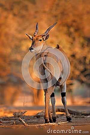 Eland anthelope, Taurotragus oryx, big brown African mammal in nature habitat. Eland in green vegetation, Mana Pools NP. Wildlife Stock Photo