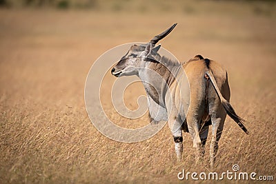 Eland standing in long grass turns head Stock Photo