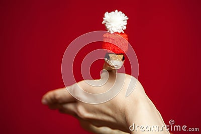 Elaphe taeniura snake in red christmas hat on red on the hand Stock Photo