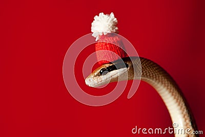 Elaphe taeniura snake in red christmas hat on red Stock Photo