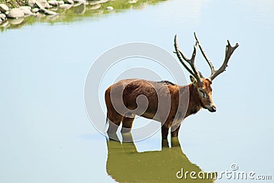 Elaphurus davidianus Stock Photo