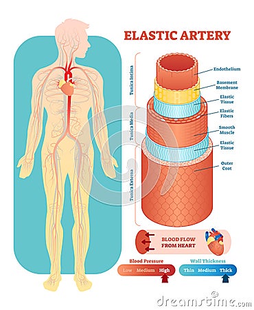 Elastic artery anatomical vector illustration cross section. Circulatory system blood vessel diagram scheme. Vector Illustration