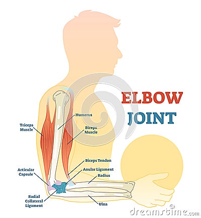 Elbow joint vector illustrated diagram, medical scheme. Vector Illustration