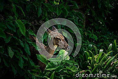 Eld`s deer, Thamin, Brow-antlered deer ,Panolia eldii Stock Photo