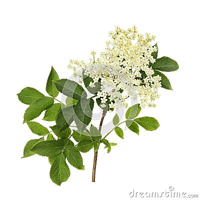 Elder flower Stock Photo