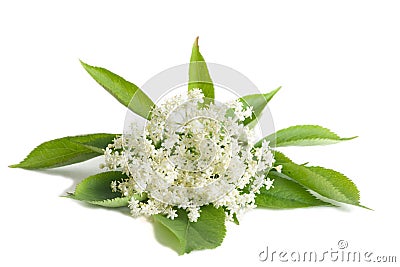 Elder flower isolated Stock Photo