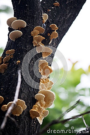 Elder whitewash fungus (Hyphodontia sambuci) on a mango tree : (pix Sanjiv Shukla) Stock Photo