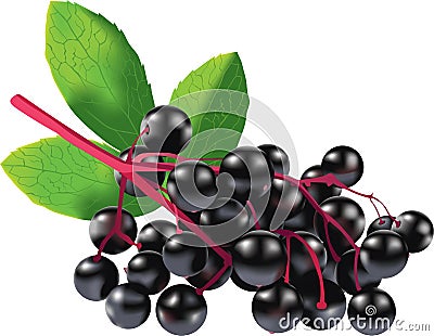 Elderberries with leaves illustration isolated on white background Stock Photo