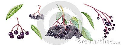 Elderberry berry set. Natural healty organic elder. Hand drawn watercolor illustration. Ripe elder berry element. Diet Cartoon Illustration