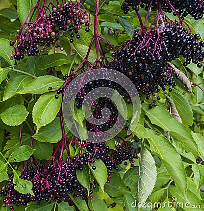 Elderberry Stock Photo