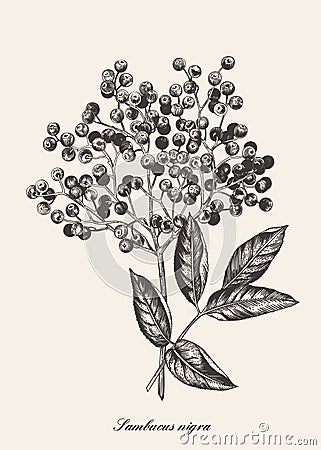 Elderberry branch. Vector botanical Vector Illustration