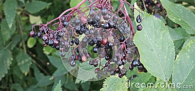 An elderberry bush that bears lots of ripe elderberries (Sambucus), all of which are black. Stock Photo