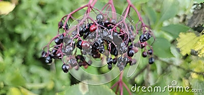 An elderberry bush that bears lots of ripe elderberries (Sambucus), all of which are black. Stock Photo