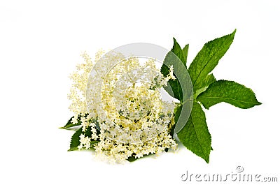 Elderberry flower on white Stock Photo