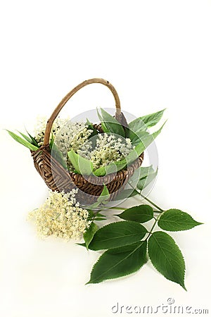 Elderberry flowers Stock Photo