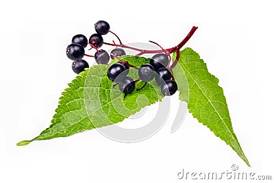 Elderberry Stock Photo