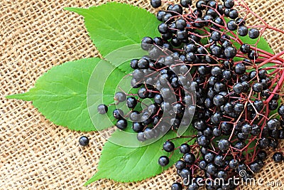 Elderberry (Sambucus Berries) Stock Photo