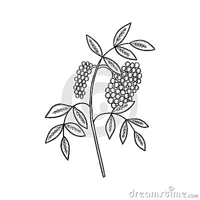 Elderberry Sambucus nigra Vector Illustration