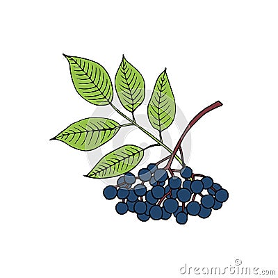 Elderberry Sambucus nigra. Fruits, flowers and leaves. Hand drawn vector outline sketch Vector Illustration