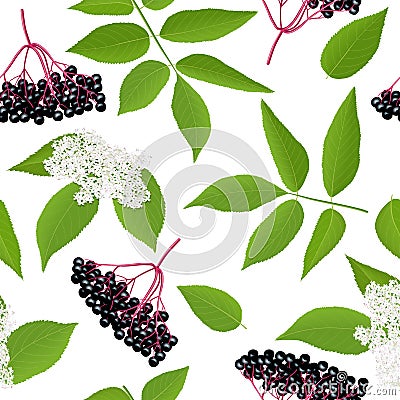 Elderberry Seamless pattern with twig, berries, leaves, flowers. Sambucus nigra. black elder plan Cartoon Illustration