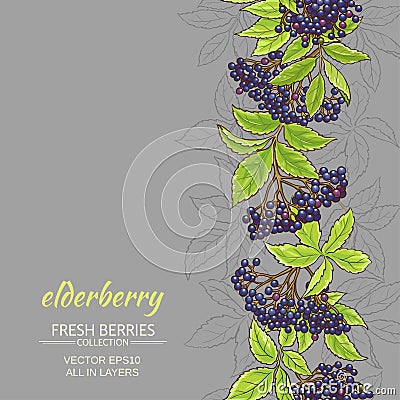 Elderberry vector background Vector Illustration