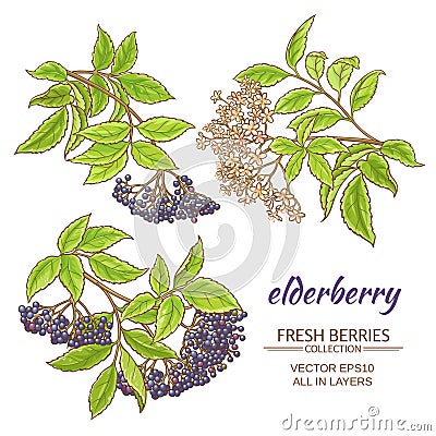 Elderberry vector set Vector Illustration