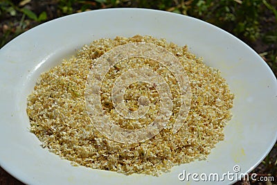 Elderflower on the plate for Elderflower cordialfor. Elderflower cordial is a soft drink made largely from a refined sugar and Stock Photo