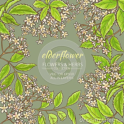 Elderflower vector frame Vector Illustration