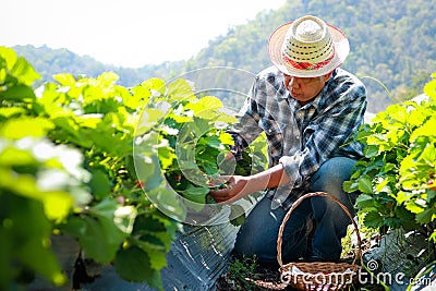An elderly Asian male farmer sits and picks fresh strawberries from the farm to sell. Stock Photo