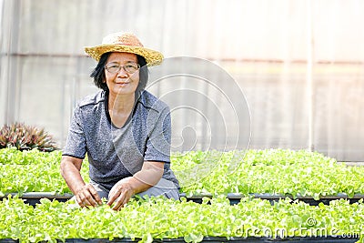 Elderly Asians cultivate organic green salad vegetables in plots on the ground. Stock Photo