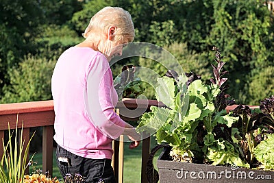 Elderly blond woman grows leafy greens vegetables Stock Photo