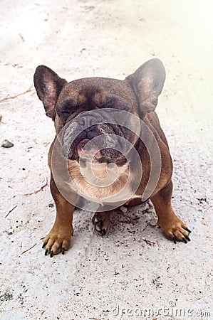 An elderly brown French bulldog sits with closed eyes, dreaming. Happy dog, lazy animal, top view. Stock Photo