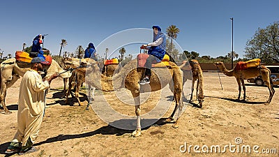 An elderly Caucasian male sitting on the saddle of a standing camel for a ride among the palm trees in the desert in Morocco. Editorial Stock Photo