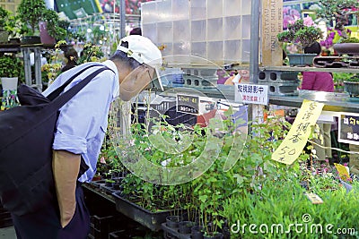 Elderly choose ornamental plant in flower market of taipei city Editorial Stock Photo