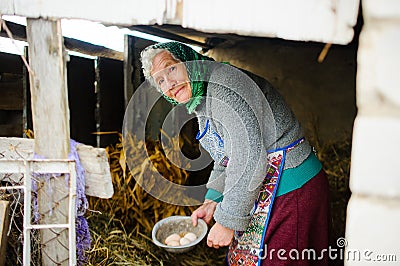 The elderly countrywoman gathers eggs in a hen house. Stock Photo