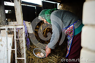 The elderly countrywoman gathers eggs in a hen house. Stock Photo