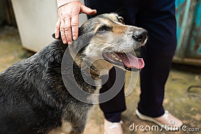 The elderly countrywoman plays with a dog. Smiling senior woman playing with dog in yard. Stock Photo