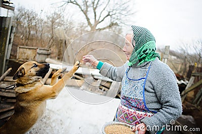 The elderly countrywoman plays with a puppy. Stock Photo